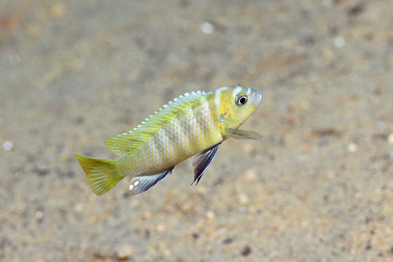 Cynotilapia sp. 'lion ntekete' Border